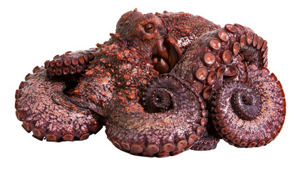 Large red octopus with suckers on tentacles © Tibor