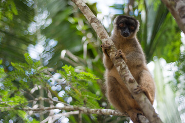 common brown lemur © tomjunek.com