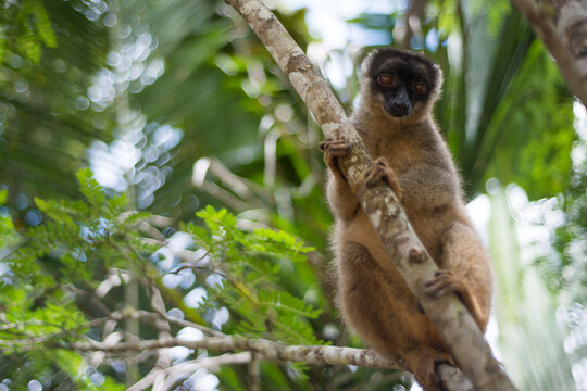 common brown lemur