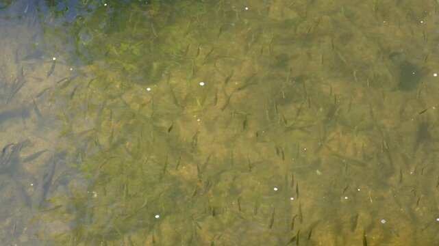 4K video of a shoal or flock of small barbel fish swimming and feeding in the river current Wildlife animal. Stock Video