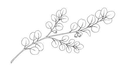 Minimalist eucalyptus branch line art, botanical silver dollar leaf vector illustration, elegant hand drawn floral branch for wedding stationery © Rehana