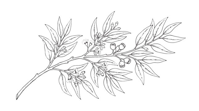 Vintage eucalyptus branch sketch, botanical line art illustration of gum tree leaves and seeds, hand drawn floral vector element for wedding design