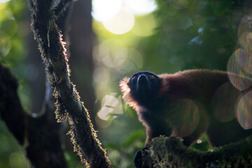 red ruffed lemur © tomjunek.com