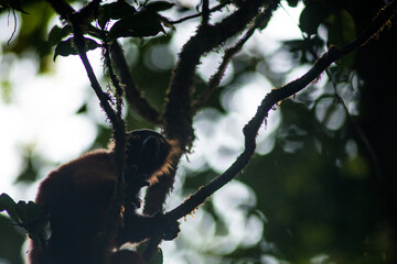 red ruffed lemur © tomjunek.com