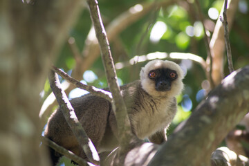 white-fronted lemur © tomjunek.com