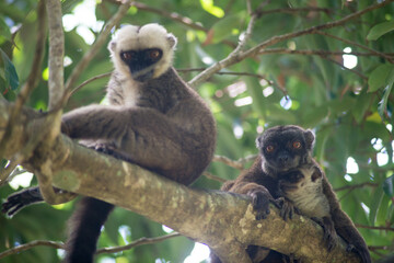 white-fronted lemur © tomjunek.com