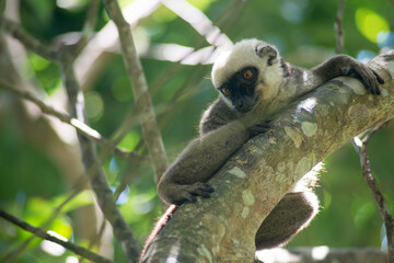 white-fronted lemur © tomjunek.com