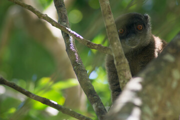 white-fronted lemur © tomjunek.com