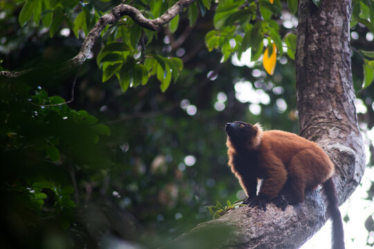 red ruffed lemur