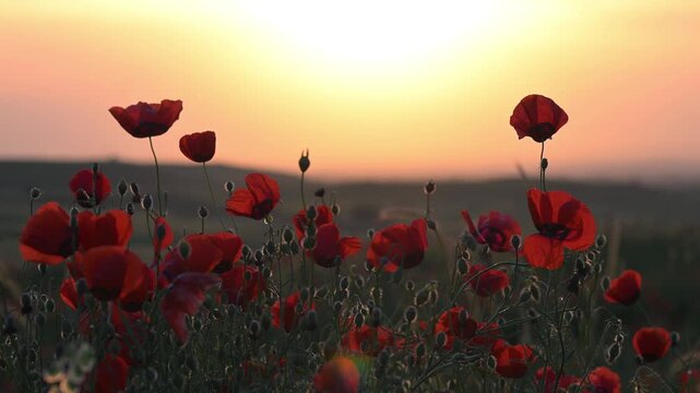 Red Poppy Flowers Glowing in Warm Evening Sunset Light. Cinematic Meadow Video. Soft evening sunlight gently highlights delicate petals and stems while flowers sway naturally in the wind, creating a d