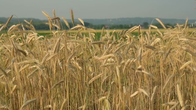 Ripe wheat ears swaying in the wind against a blue sky.