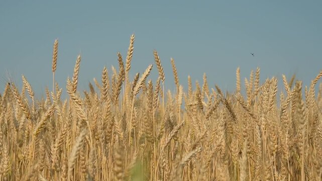 Ripe wheat ears swaying in the wind against a blue sky.