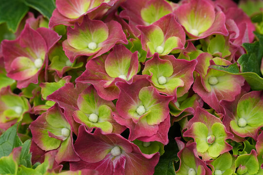 Vibrant pink and chartreuse bloom of a hydrangea macrophylla plant display exquisite natural beauty in close-up