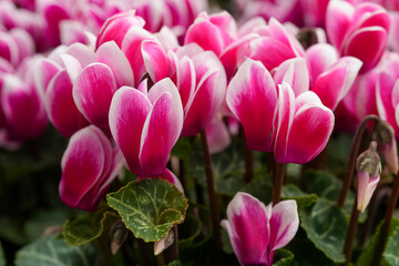 Obraz premium Vibrant pink and white petals of blooming Cyclamen persicum flowers create a beautiful floral background pattern