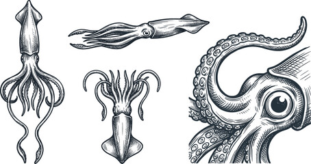 Vintage hand drawn squid and octopus vector illustration set with detailed tentacles giant kraken head and sea monster elements isolated on white background © MstRowshanAra