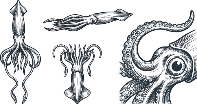Vintage hand drawn squid and octopus vector illustration set with detailed tentacles giant kraken head and sea monster elements isolated on white background