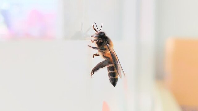 Close up macro shot of a honey bee resting on a glass window, natural wildlife photography, detailed insect nature background.