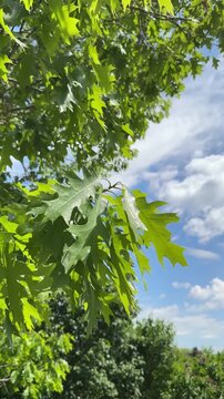 Quercus robur oak leaves against blue sky in sunny garden closeup