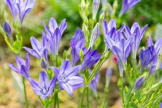 Grassnut or Triteleia Laxa plant in Saint Gallen in Switzerland 9.6.2026