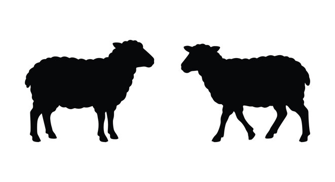 Two sheep in profile a black silhouette against a white background silhouette ovine lamb ram ewe