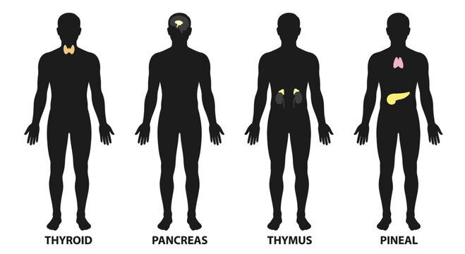 Human Endocrine System Organs Silhouette Illustration
