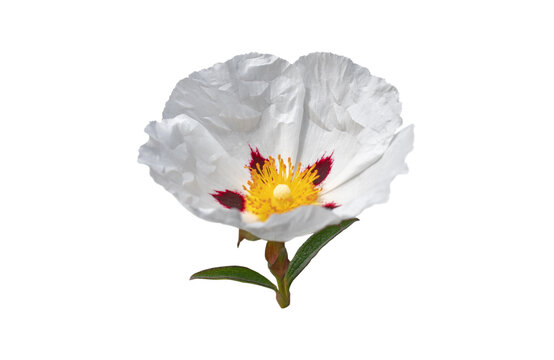 Labdanum flower with leaves isolated transparent png