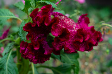 Fototapeta premium A red flower grows in a flowerbed against a green background.