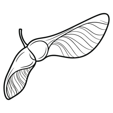 Maple Samara Seed Pod Line Art Vector Illustration