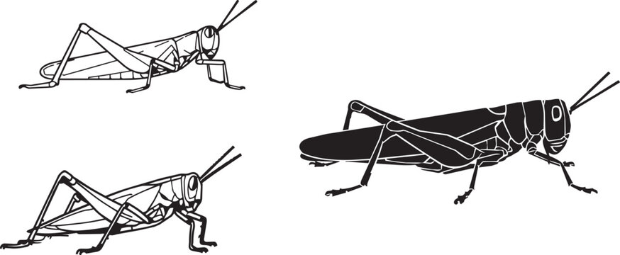 Black and white line drawing of grasshoppers jumping