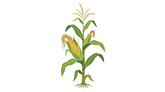 Corn stalk with ripe ears and roots, isolated on white background