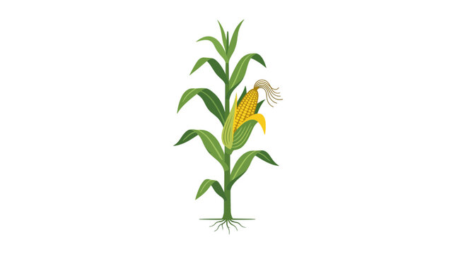 Healthy Corn Stalk with Ripe Ear Isolated on White Background