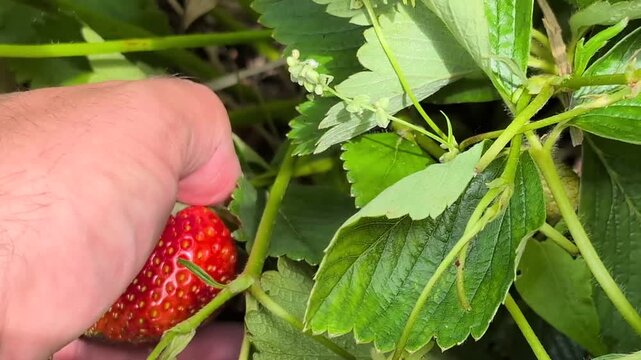 close-up of a person harvesting ripe, red strawberry from a lush green bush in a garden, farm-to-table concept