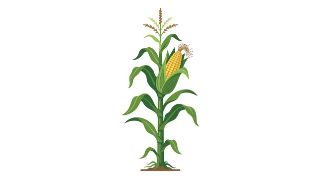 Ripe Corn Stalk with Ear of Corn Isolated on White Background