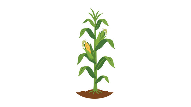 young corn plant growing in soil