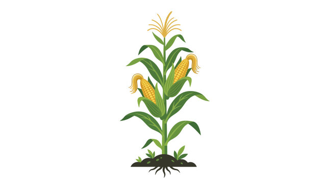 corn plant with roots and leaves