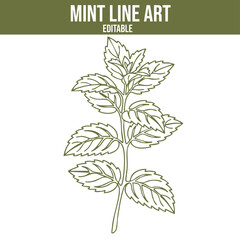 Mint leaf line art illustration. Minimalist botanical drawing of a fresh peppermint stem with leaves. Vector isolated on white background. © Imran