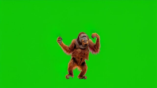 funny sumatran orangutan dancing isolated on green background