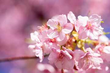 Fototapeta premium 桜の花 春のイメージ