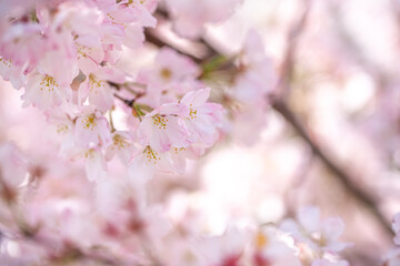 Fototapeta premium 桜の花 春のイメージ