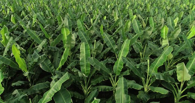Aerial footage of drone flying over banana trees growing at field