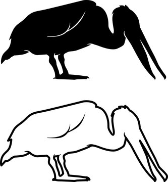 pelican lowering its head vector on white background