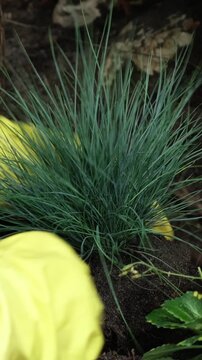 Vertical video. Gardening, summer season. Female gardener planting ornamental plant in soil in garden