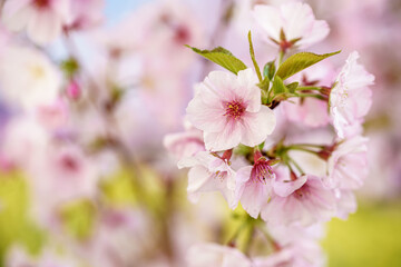 Naklejka premium 桜の花 春のイメージ