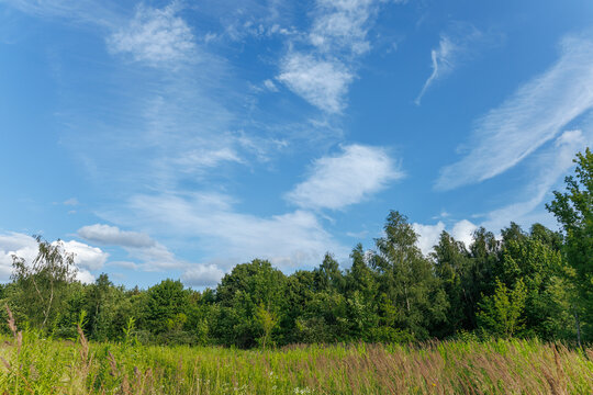 Woodland and field under a cloudy blue sky, showcasing natural ecology. Concept of environment conservation, biodiversity protection, and monitoring global warming or climate change impacts.