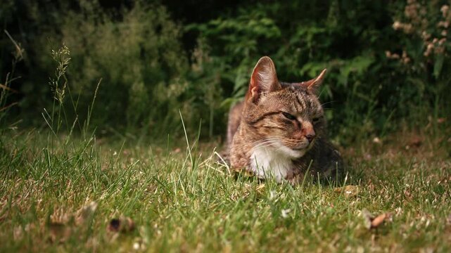 Suspicious tabby cat gives mean dirty look 