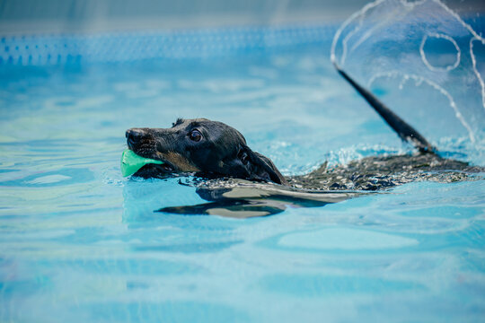 Cute dog playing and swimming in a pool destined for dogs learning to swim in water in hot summer days. 