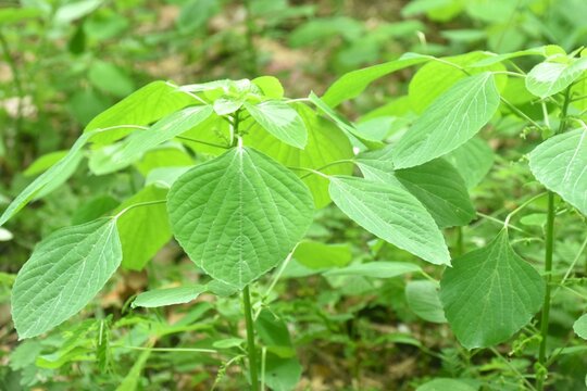 Indian copper leaf tropical herb for feeding and antidote to cat  growth on ground in garden