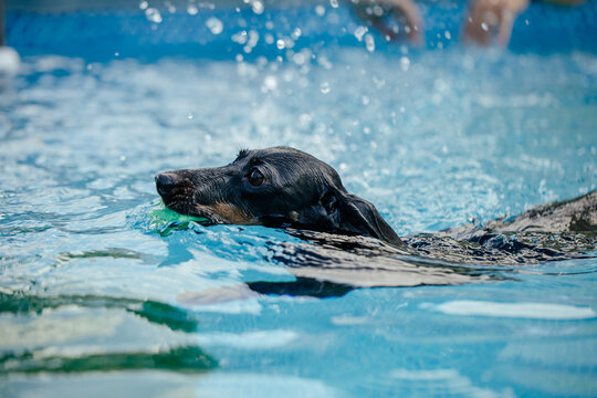 Cute dog playing and swimming in a pool destined for dogs learning to swim in water in hot summer days. 