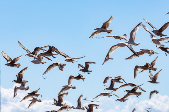 Gaspesie, Canada, 17 June 2026 : A large flock of seagulls flies across a clear blue sky with scattered white clouds.