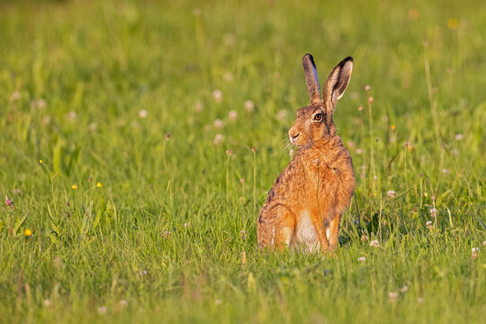 Feldhase (Lepus europaeus) sitzt in der Sonne auf gr&uuml;ner Wiese im Sommer, Baden-W&uuml;rttemberg, Deutschland
